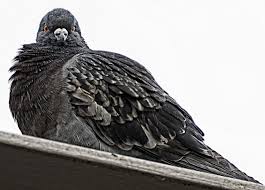 pigeon