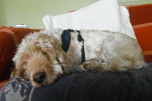 In fact, I can feel myself getting disgruntled. Here's a cute dog called Sparky to perk things up. Isn't he fluffy?