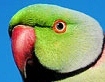 parakeet_001