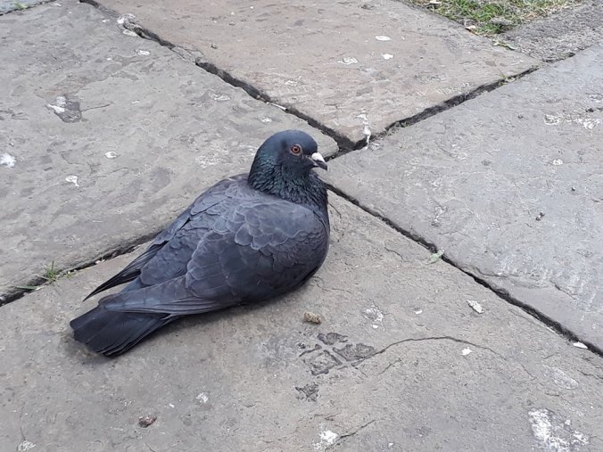 Image of a pigeon, glaring at the camera.