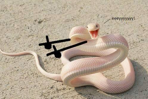 Eeyyy Snek
