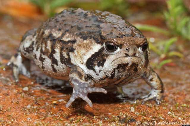 A very grumpy looking desert rain frog marching on the ground.